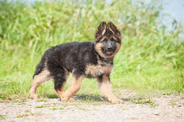 German shepherd puppy walking outdoors in summer