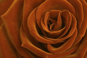 rose close up