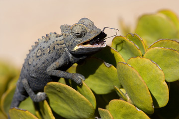 Wuestenchameleon erbeutet einen Kaefer