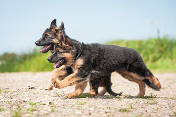 Two german shepherd puppies playing on the beach