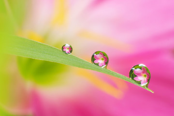 Zephyranthes flower reflected in droplets in morning