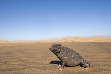 Wuestenchameleon sitzt in der Wueste