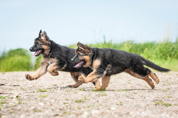 Two german shepherd puppies playing on the beach