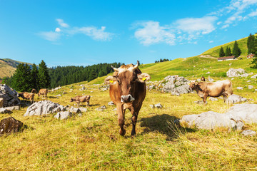 Obraz premium Mountain landscape. with cows
