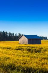 Barn House On The Autumn Fields