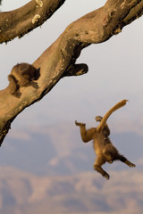 Dschelada Jungtier springt vom Baum