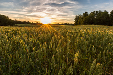 Sunset on wheat field in Finland