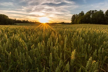 Fototapete Land Sonnenuntergang auf Weizenfeld in Finnland