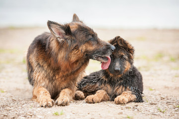 German shepherd dog kissing its little puppy
