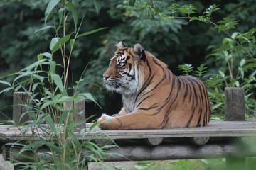 tigre