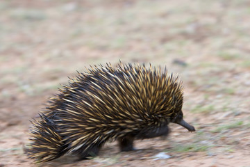Schnabeligel l&auml;uft durch das Gras