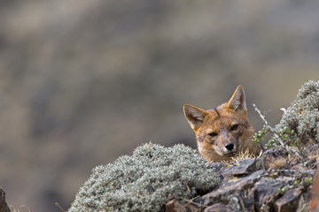 Andenschakal späht nach Beute