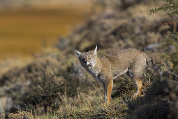 Andenschakal wittert Beute