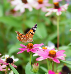 Fototapeta na wymiar Beautiful flowers in the summer with a lovely butterfly