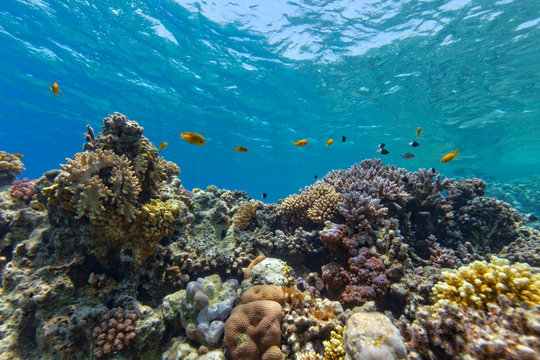 Fototapeta Underwater coral reef
