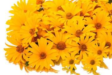 Yellow daisies on a white