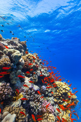Obraz na płótnie Canvas Underwater coral reef