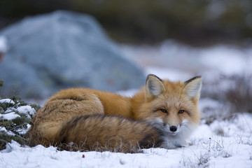 Rotfuchs ruht sich aus