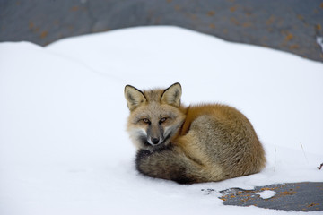 Rotfuchs ruht sich aus