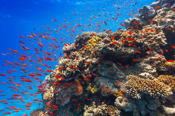 Underwater coral reef