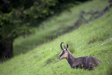 Gämse ruht sich aus