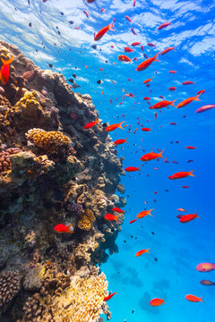 Fototapeta Podwodna rafa koralowa