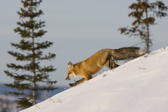 Rotfuchs auf der Jagd