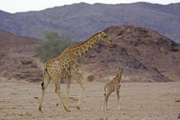 Wüstengiraffe mit Jungtier