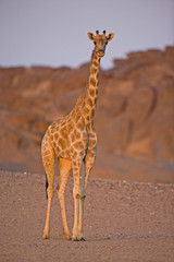 Wüstengiraffe