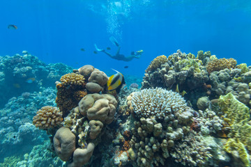 Naklejka na ściany i meble Underwater coral reef with cameraman