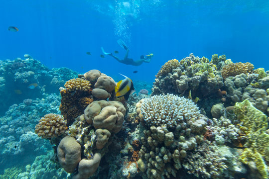 Fototapeta Underwater coral reef with cameraman