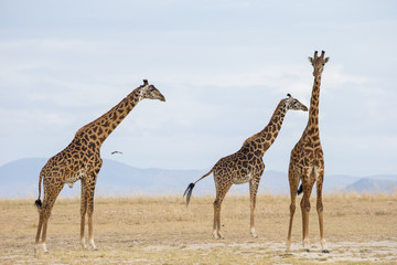 Obraz na płótnie Canvas Giraffengruppe