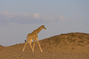 Junge Wüstengiraffe