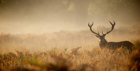 Red deer stag silhouette in the mist - Powered by Adobe