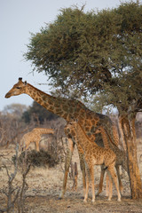 Giraffe mit Jungtier