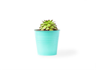 sempervivum succulent plant in vivid pot on white background