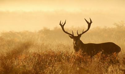 Red deer stag silhouette in the mist - obrazy, fototapety, plakaty