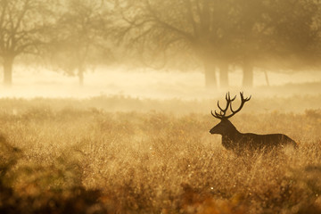 Cerf élaphe silhouette dans la brume