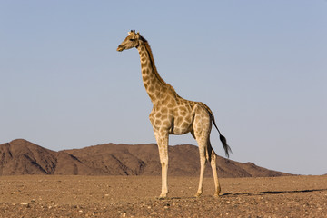Wüstengiraffe