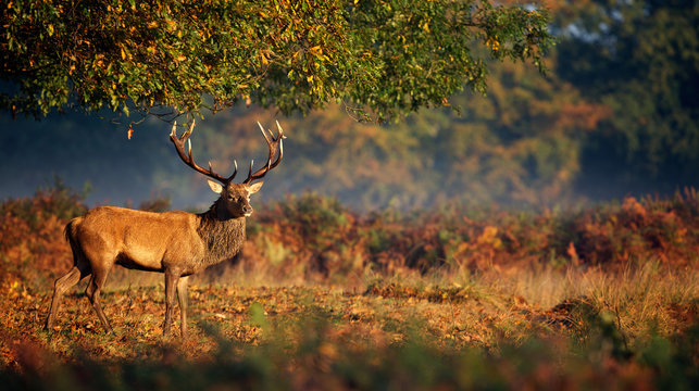 Fototapeta Red deer stag in morning sunlight