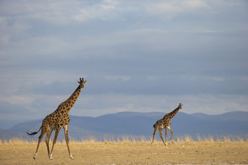 Obraz na płótnie Canvas Giraffengruppe