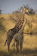 Giraffe mit Jungtier