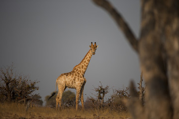 Giraffe bei der Nahrungssuche