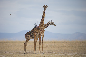 Fototapeta na wymiar Giraffengruppe