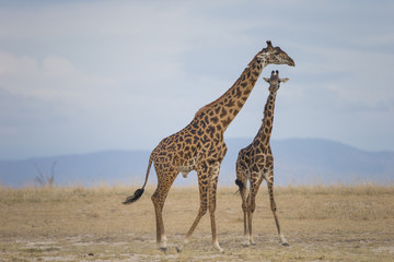 Obraz na płótnie Canvas Giraffe mit Jungtier