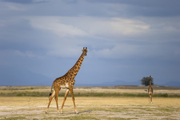 Giraffen in der Regenzeit