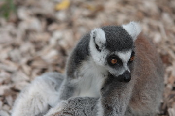 lemurien