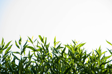 green leaves on white background