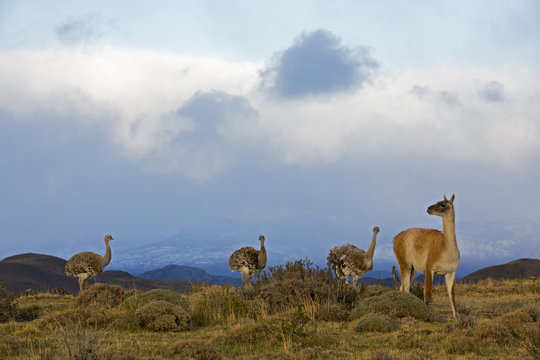 Guanako mit Emus