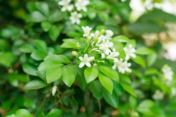 Orange Jessamine, Satin-wood, Cosmetic Bark Tree